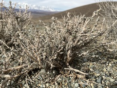 Artemisia spinescens