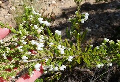 Erica glomiflora