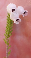Erica glomiflora