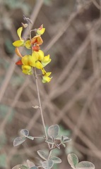 Crotalaria pumila