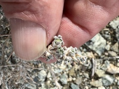 Artemisia spinescens