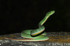 Trimeresurus sabahi