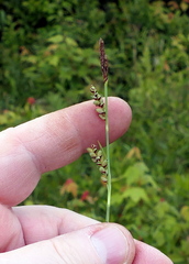 Carex panicea