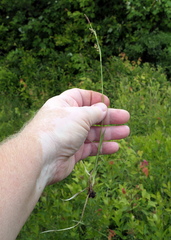 Carex panicea
