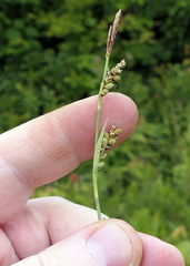 Carex panicea