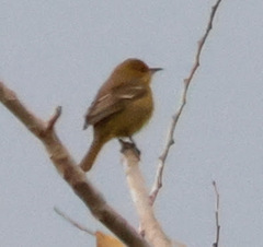 Icterus