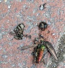 Buprestinae