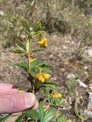 Berberis boliviana