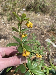 Berberis boliviana