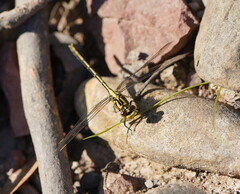 Austrogomphus guerini