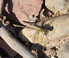Austrogomphus guerini