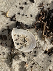Austromacoma constricta