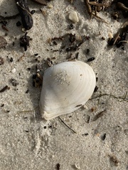 Austromacoma constricta