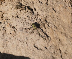 Austrogomphus guerini