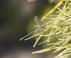 Austroargiolestes icteromelas