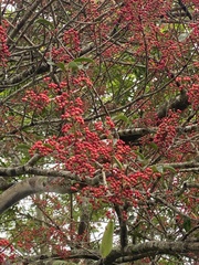 Photinia niitakayamensis