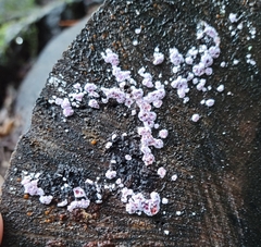Punctularia atropurpurascens
