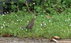 Anthornis melanura
