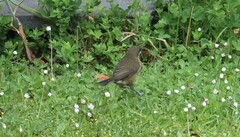 Anthornis melanura