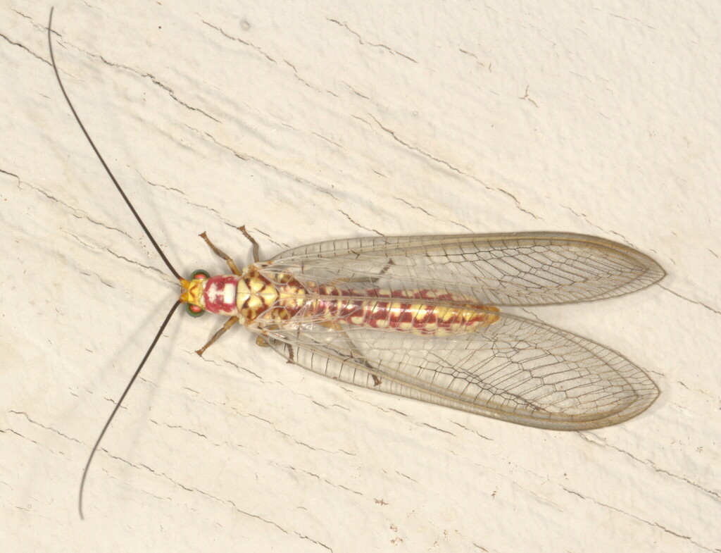 Italochrysa impar