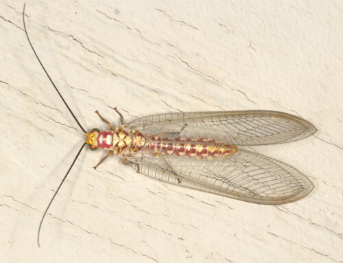 Italochrysa impar