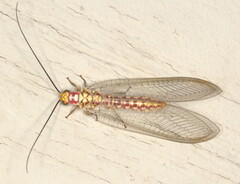 Italochrysa impar
