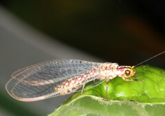 Italochrysa impar