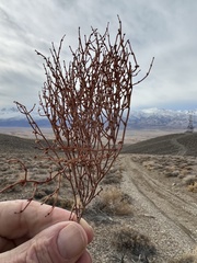 Eriogonum nidularium