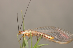 Italochrysa impar