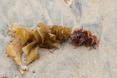 Undaria pinnatifida