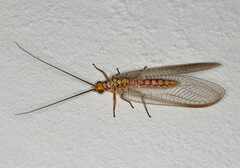 Italochrysa impar
