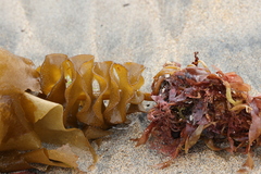 Undaria pinnatifida