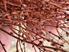 Eriogonum nidularium