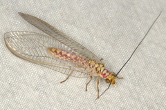 Italochrysa impar