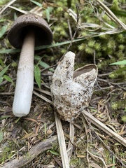 Amanita pekeoides