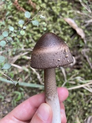 Amanita pekeoides