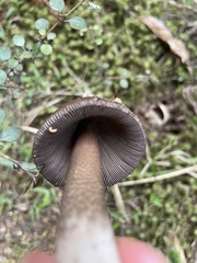 Amanita pekeoides