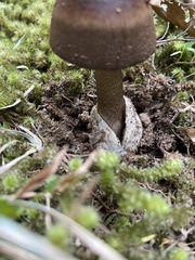 Amanita pekeoides