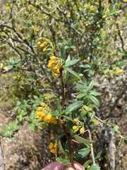 Berberis boliviana