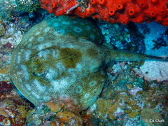 Urobatis jamaicensis