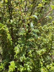 Berberis boliviana