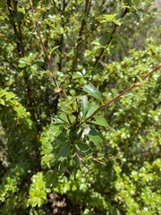 Berberis boliviana