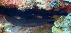 Gymnothorax funebris