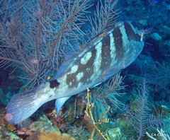 Epinephelus striatus