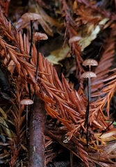 Paragymnopus sequoiae