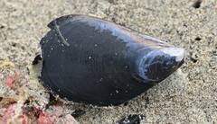Mytilus planulatus