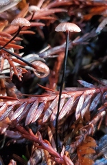 Paragymnopus sequoiae