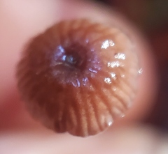 Paragymnopus sequoiae