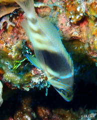 Hypoplectrus puella