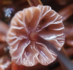 Paragymnopus sequoiae